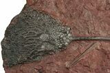 Silurian Fossil Crinoid (Scyphocrinites) Plate - Morocco #237561-1